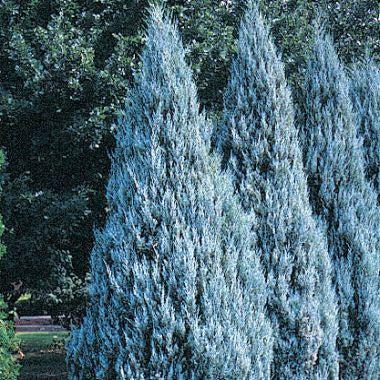 Juniperus Scopulorum 'moonglow' - View 6 from www redcrocus com
