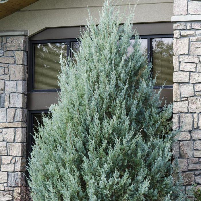 Juniperus Scopulorum 'moonglow' - View 7 from www redcrocus com