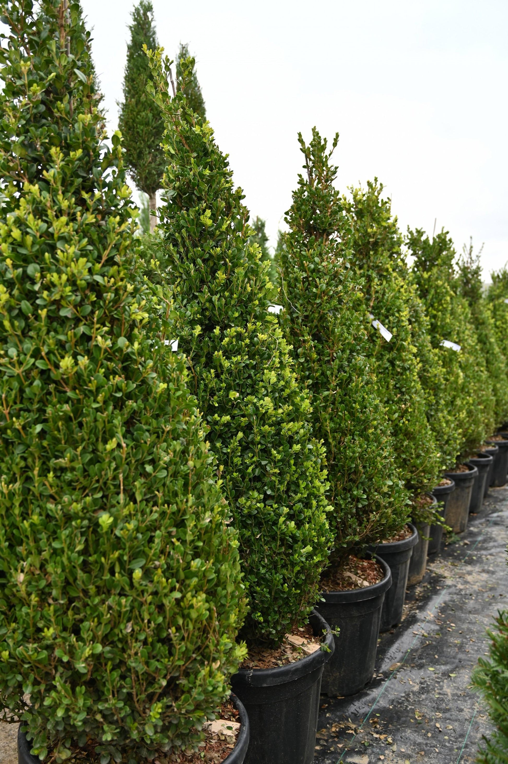 Buxus Microphylla Faulkner Pyramid - View 15 from www redcrocus com