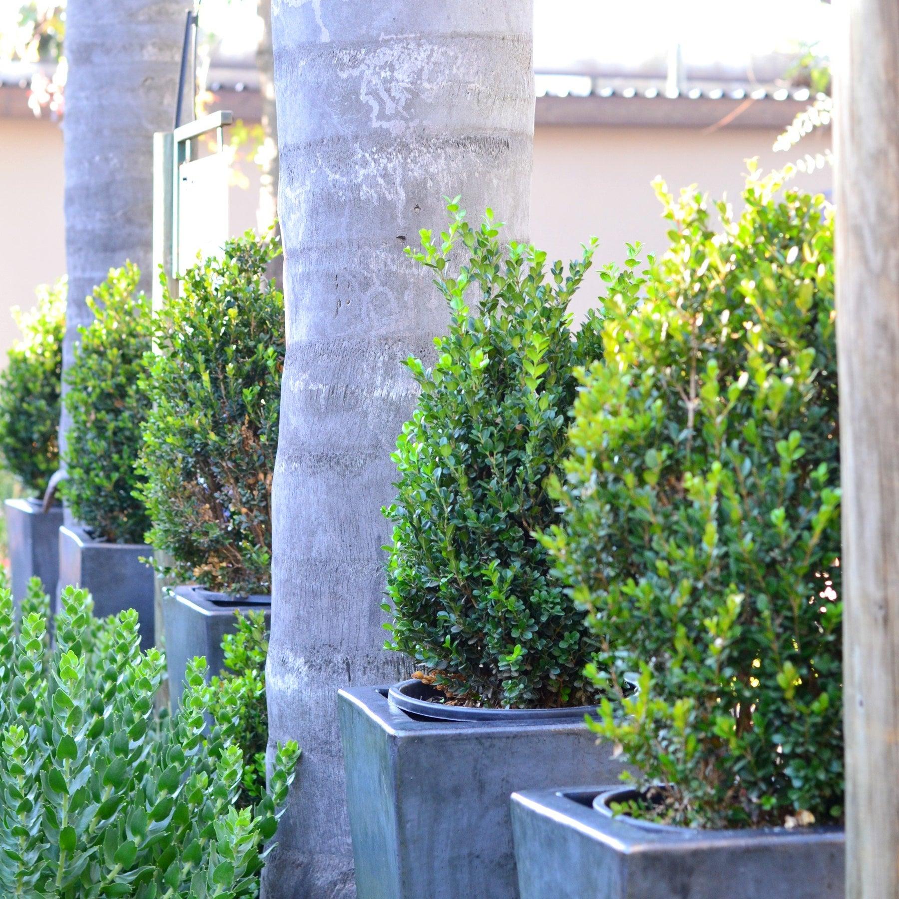 Buxus Microphylla Faulkner Pyramid - View 1 from www redcrocus com