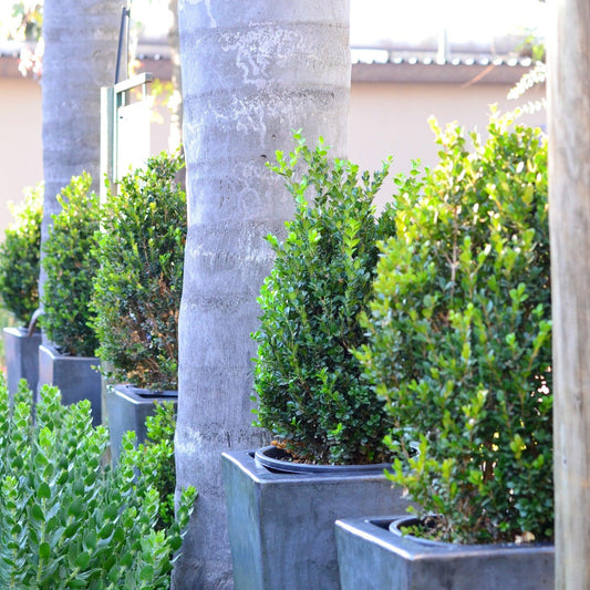 Buxus Microphylla Faulkner Pyramid - View 1 from www redcrocus com