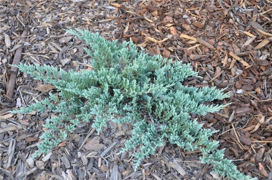 Juniperus Horizontalis Blue Chip Standard - View 10 from www redcrocus com