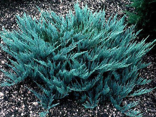 Juniperus Horizontalis Blue Chip Standard - View 1 from www redcrocus com