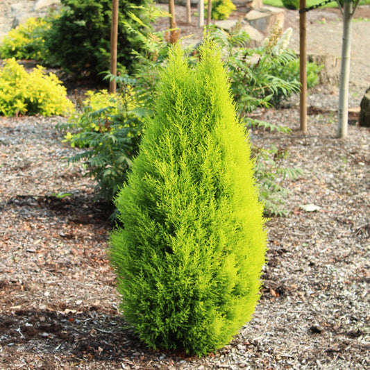 Cupressus Macrocarpa Wilma Goldcrest Standard - View 10 from www redcrocus com