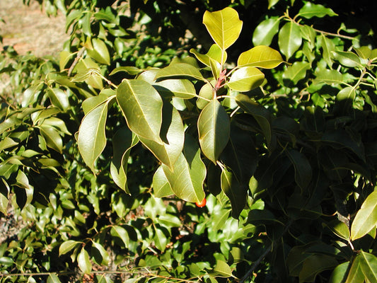 Ilex Pedunculosa Male - View 1 from www redcrocus com