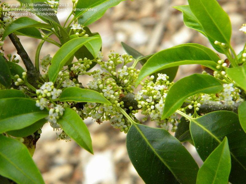 Ilex Pedunculosa Male - View 3 from www redcrocus com