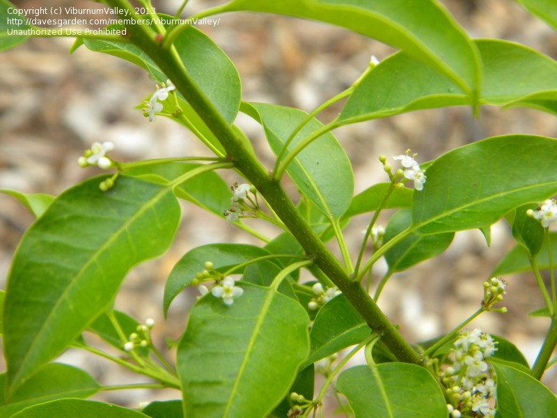Ilex Pedunculosa Male - View 4 from www redcrocus com