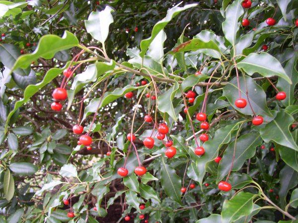 Ilex Pedunculosa Male - View 9 from www redcrocus com