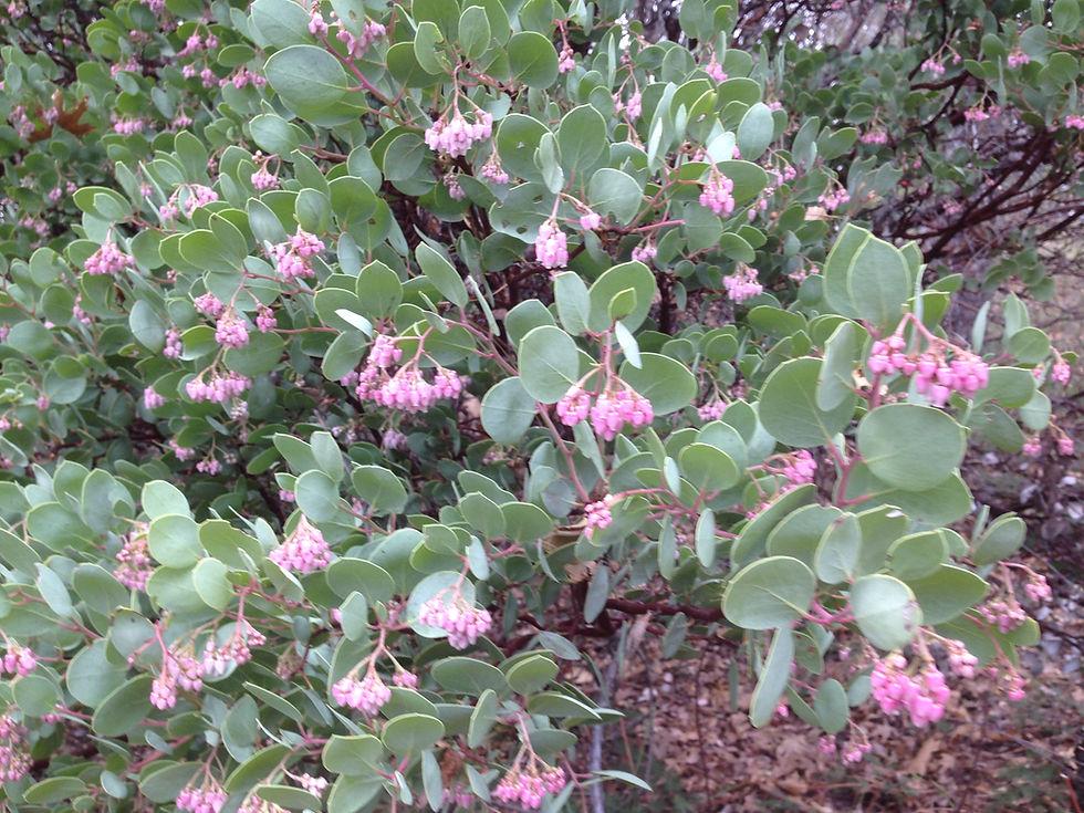 Arctostaphylos X Coloradensis Panchito - View 10 from www redcrocus com