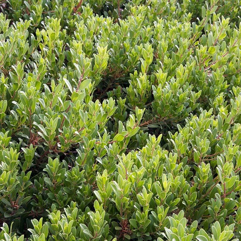 Arctostaphylos X Coloradensis Panchito - View 11 from www redcrocus com