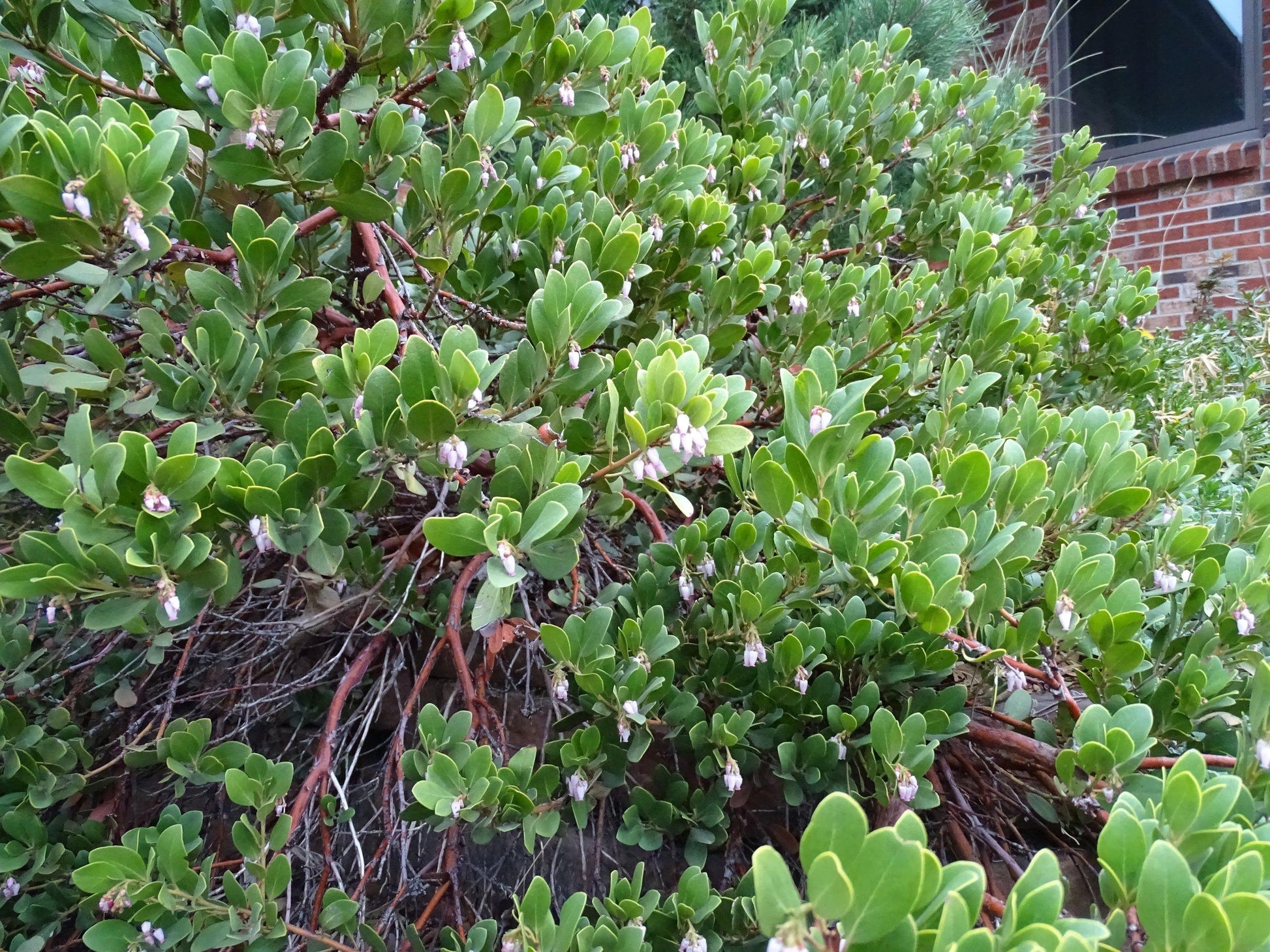 Arctostaphylos X Coloradensis Panchito - View 12 from www redcrocus com