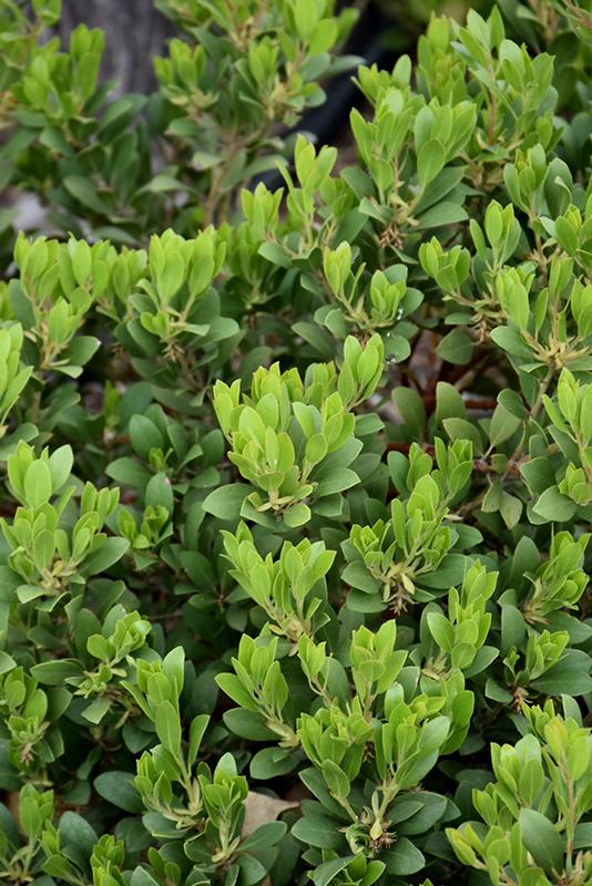 Arctostaphylos X Coloradensis Panchito - View 1 from www redcrocus com