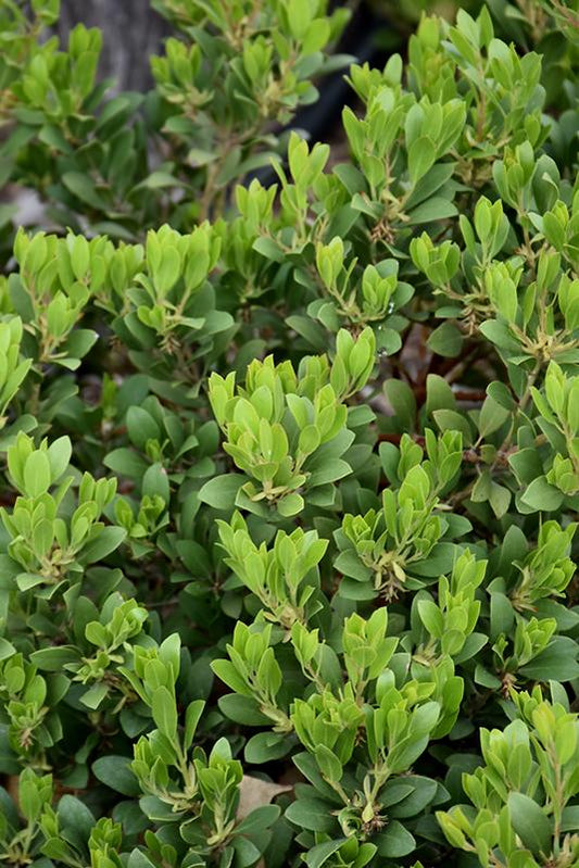 Arctostaphylos X Coloradensis Panchito - View 1 from www redcrocus com