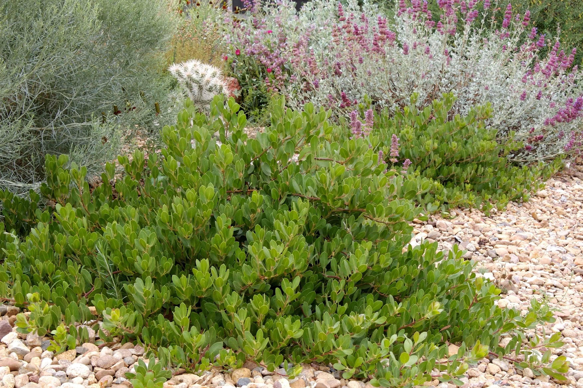 Arctostaphylos X Coloradensis Panchito - View 2 from www redcrocus com
