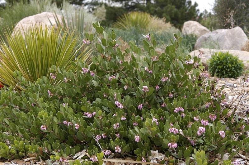 Arctostaphylos X Coloradensis Panchito - View 3 from www redcrocus com