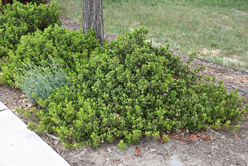 Arctostaphylos X Coloradensis Panchito - View 4 from www redcrocus com