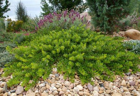 Arctostaphylos X Coloradensis Panchito - View 5 from www redcrocus com
