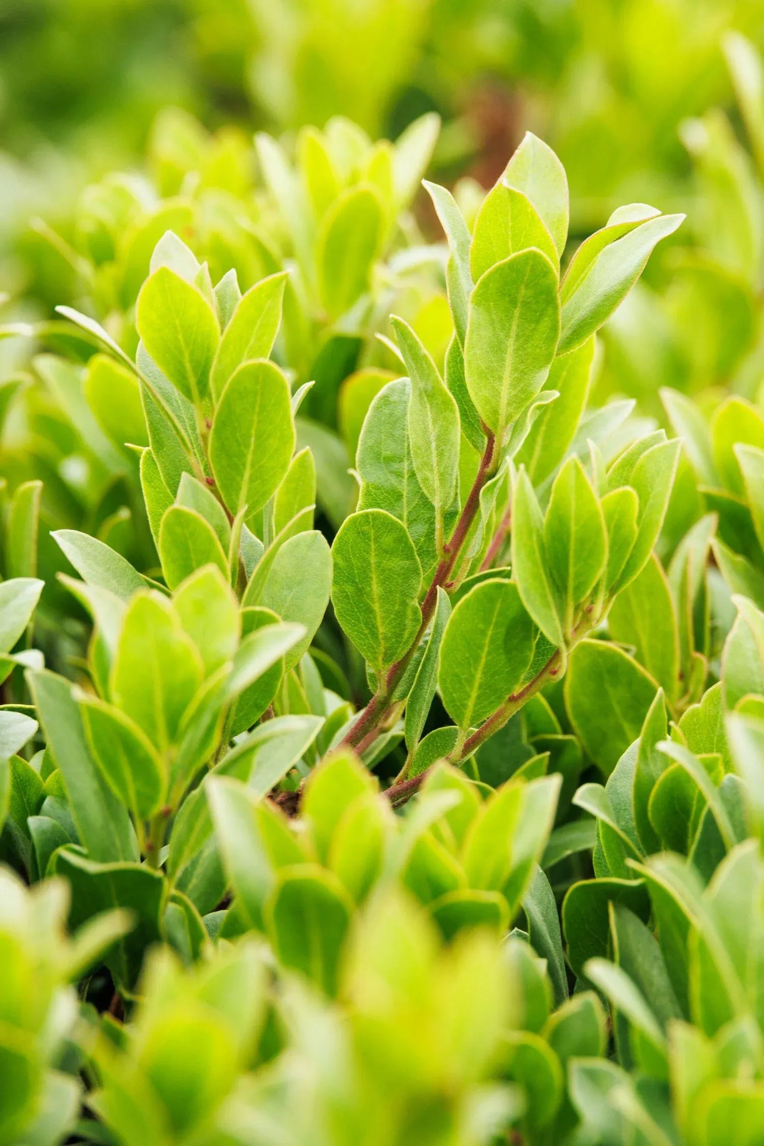 Arctostaphylos X Coloradensis Panchito - View 6 from www redcrocus com