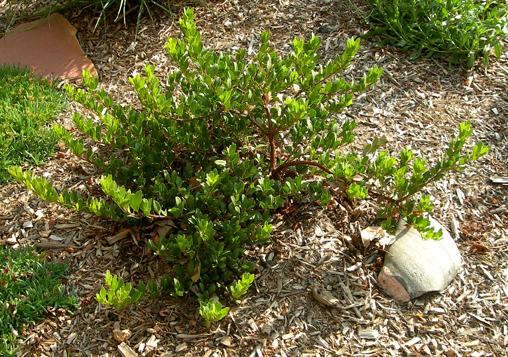 Arctostaphylos X Coloradensis Panchito - View 8 from www redcrocus com