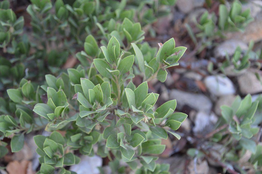 Arctostaphylos X Coloradensis Panchito - View 9 from www redcrocus com