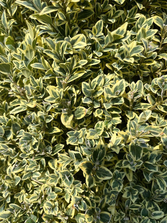 Buxus Sempervirens Aureo Variegata Cone - View 11 from www redcrocus com