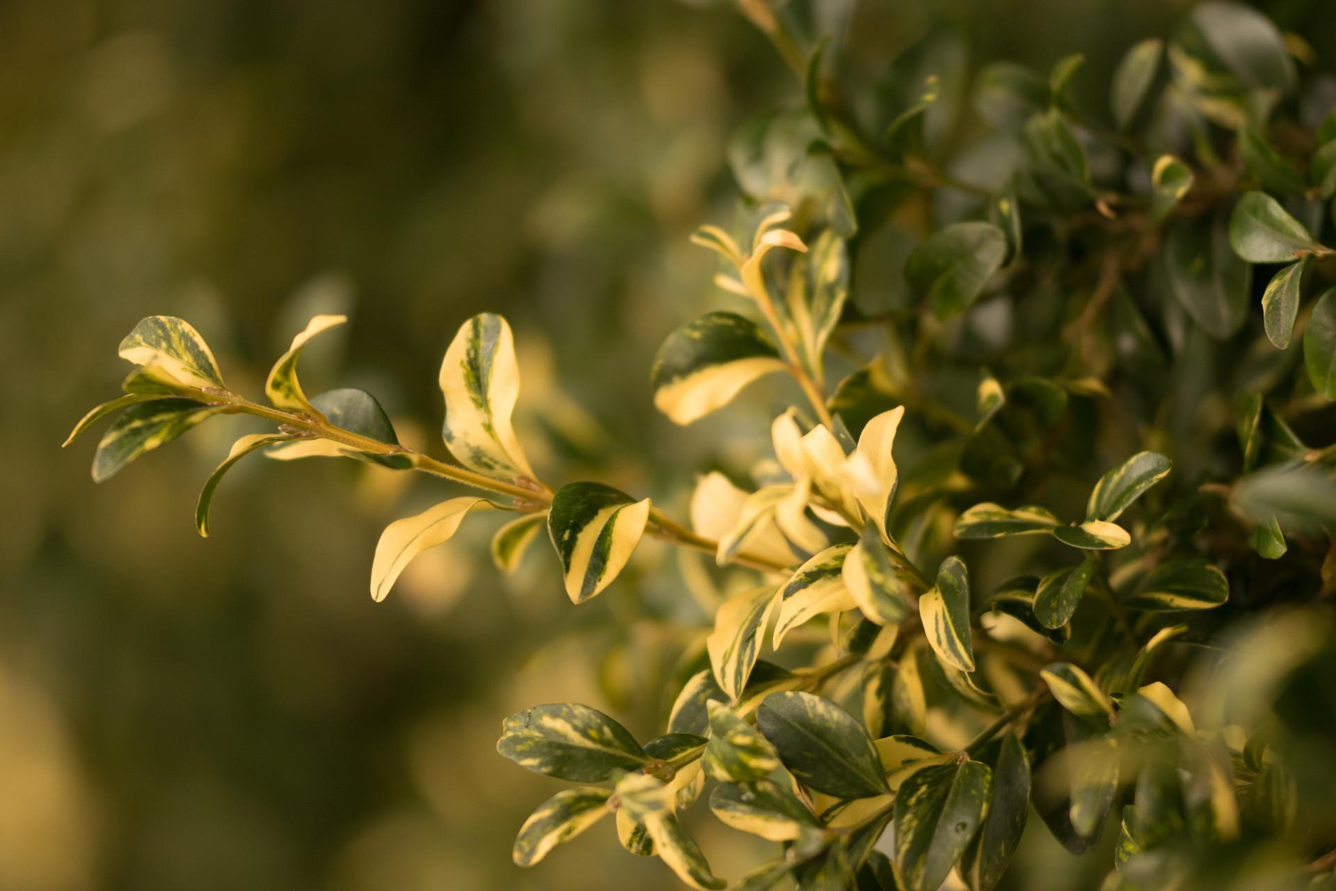 Buxus Sempervirens Aureo Variegata Cone - View 7 from www redcrocus com