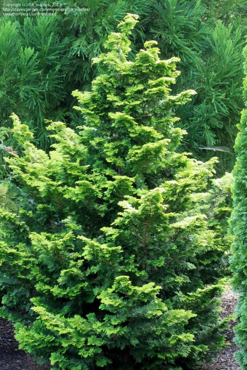 Chamaecyparis Obtusa Breviramea - View 8 from www redcrocus com