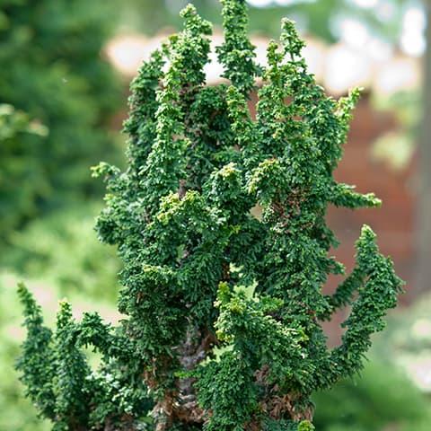 Chamaecyparis Obtusa Chirimen - View 13 from www redcrocus com