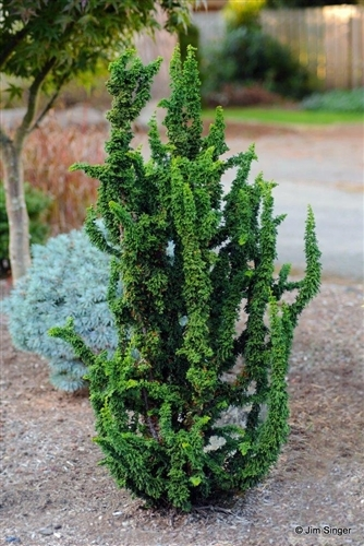 Chamaecyparis Obtusa Chirimen - View 14 from www redcrocus com