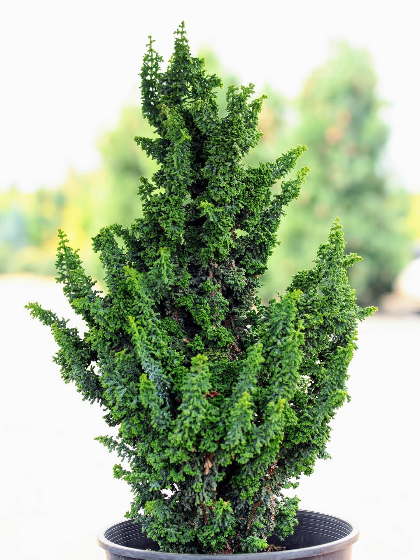 Chamaecyparis Obtusa Chirimen - View 2 from www redcrocus com