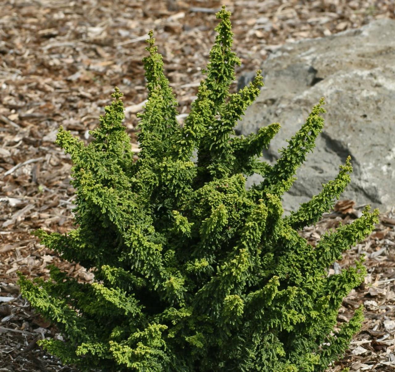 Chamaecyparis Obtusa Chirimen - View 3 from www redcrocus com