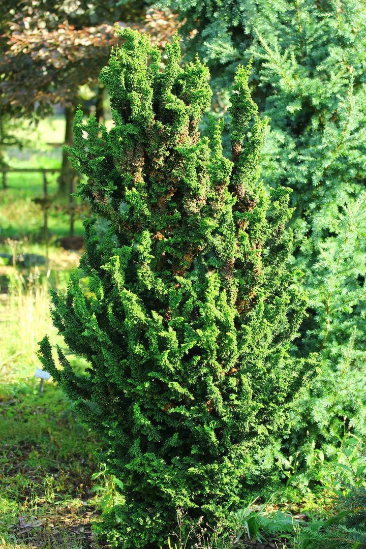 Chamaecyparis Obtusa Chirimen - View 4 from www redcrocus com
