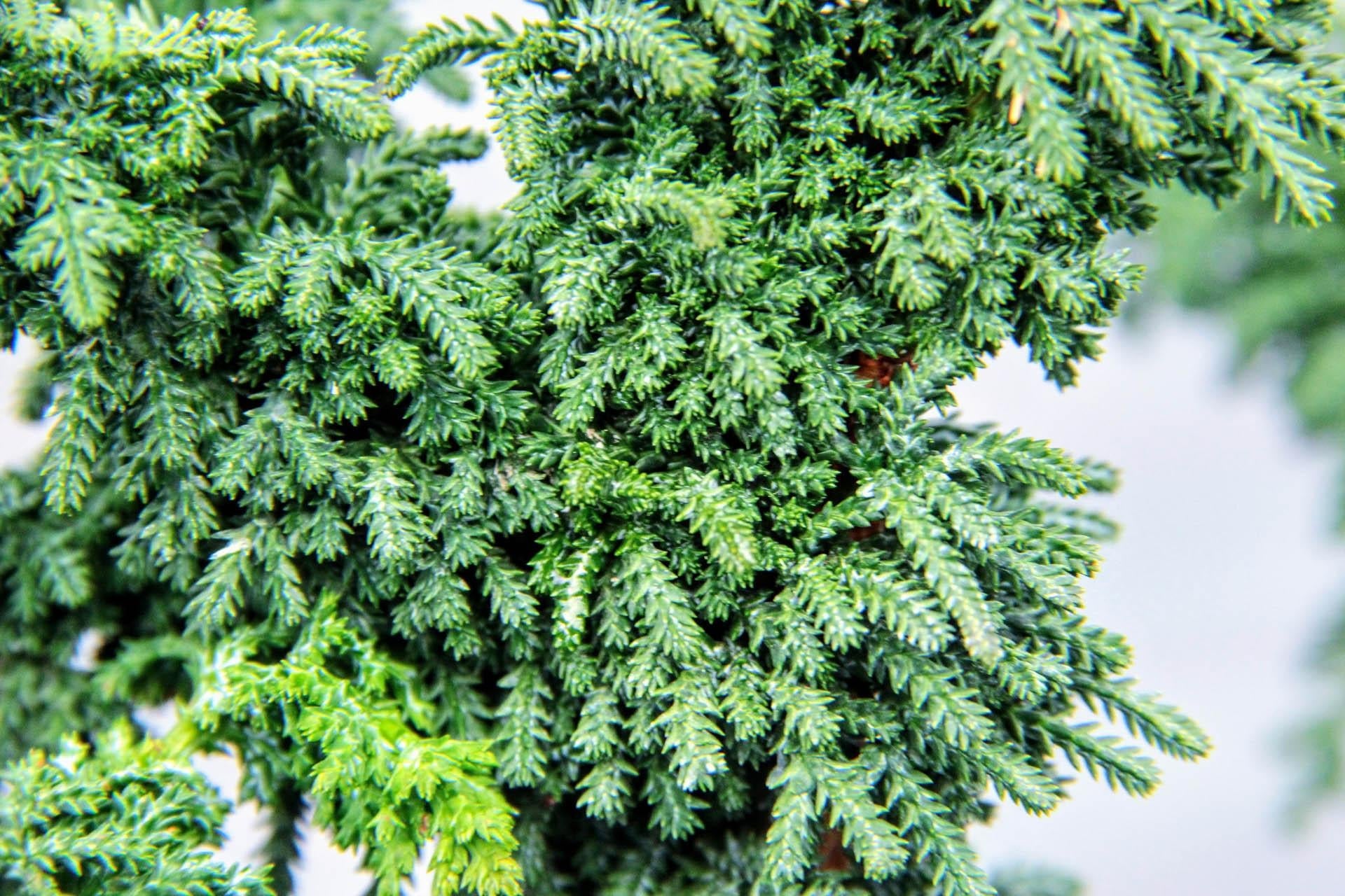 Chamaecyparis Obtusa Chirimen - View 5 from www redcrocus com