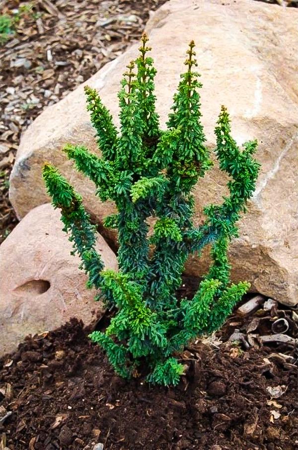 Chamaecyparis Obtusa Chirimen - View 6 from www redcrocus com