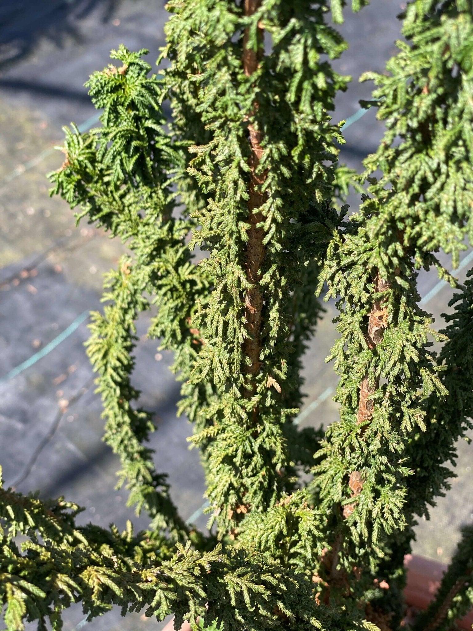 Chamaecyparis Obtusa Chirimen - View 7 from www redcrocus com