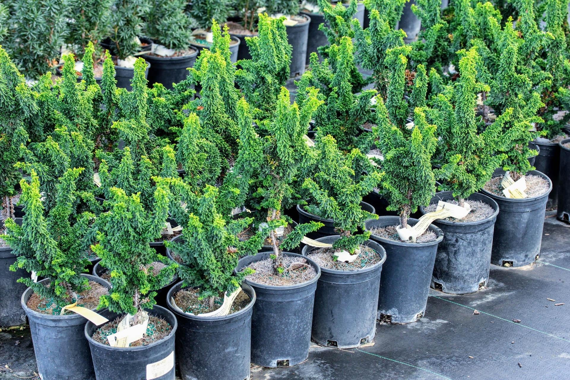 Chamaecyparis Obtusa Chirimen - View 8 from www redcrocus com