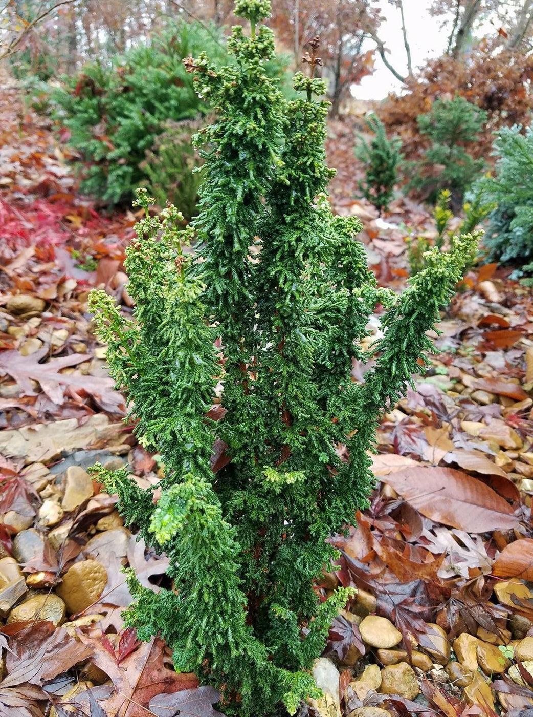 Chamaecyparis Obtusa Chirimen - View 9 from www redcrocus com