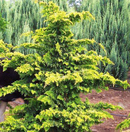 Chamaecyparis Obtusa Golden Fastigiata - View 10 from www redcrocus com