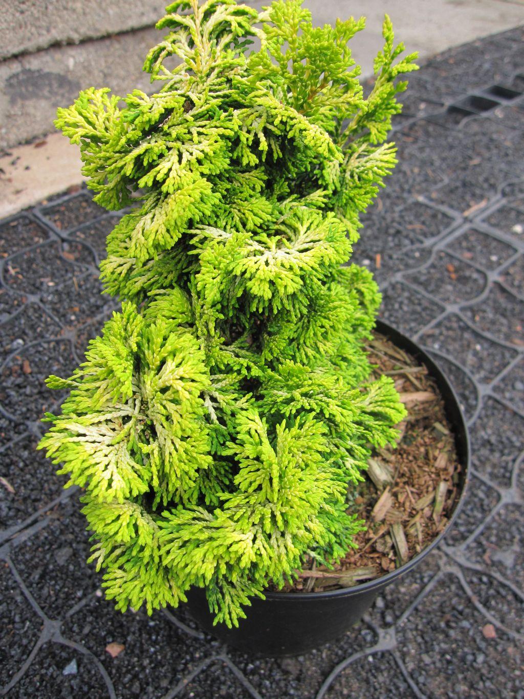 Chamaecyparis Obtusa Golden Fastigiata - View 11 from www redcrocus com
