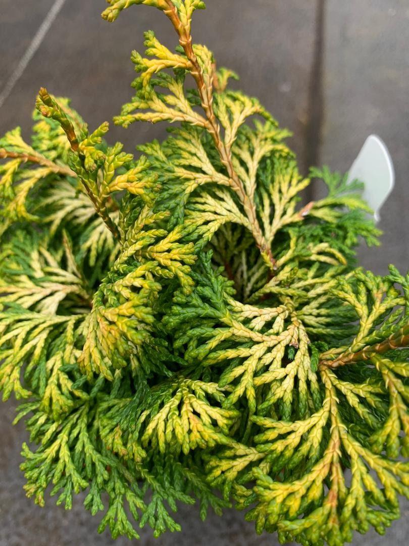 Chamaecyparis Obtusa Golden Fastigiata - View 13 from www redcrocus com