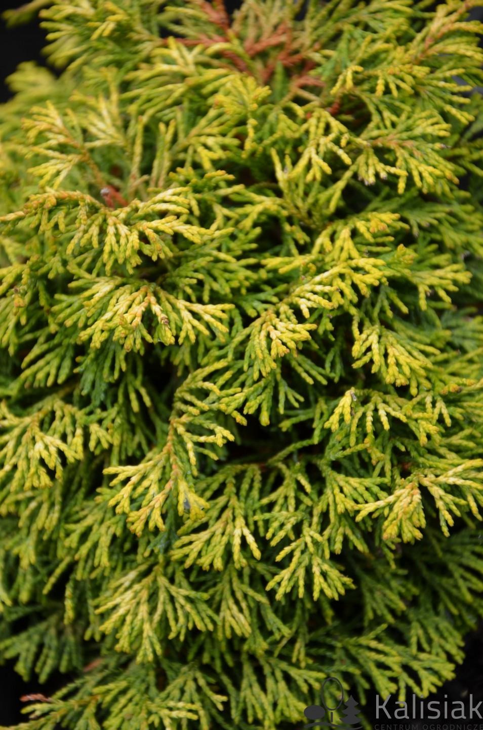 Chamaecyparis Obtusa Golden Fastigiata - View 14 from www redcrocus com
