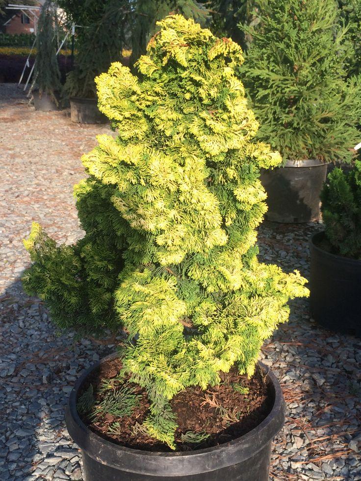 Chamaecyparis Obtusa Golden Fastigiata - View 16 from www redcrocus com