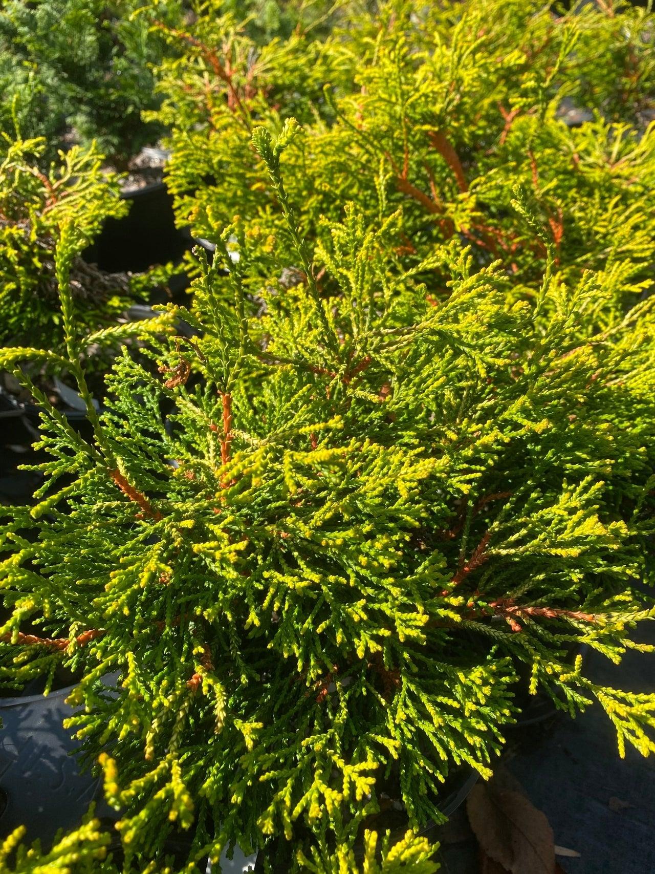 Chamaecyparis Obtusa Golden Fastigiata - View 18 from www redcrocus com