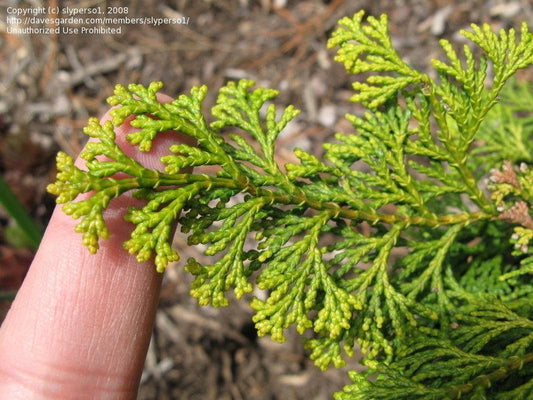 Chamaecyparis Obtusa Golden Fastigiata - View 1 from www redcrocus com