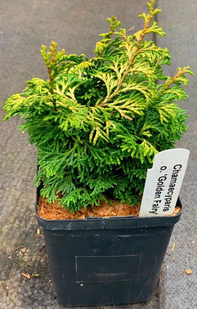 Chamaecyparis Obtusa Golden Fastigiata - View 20 from www redcrocus com