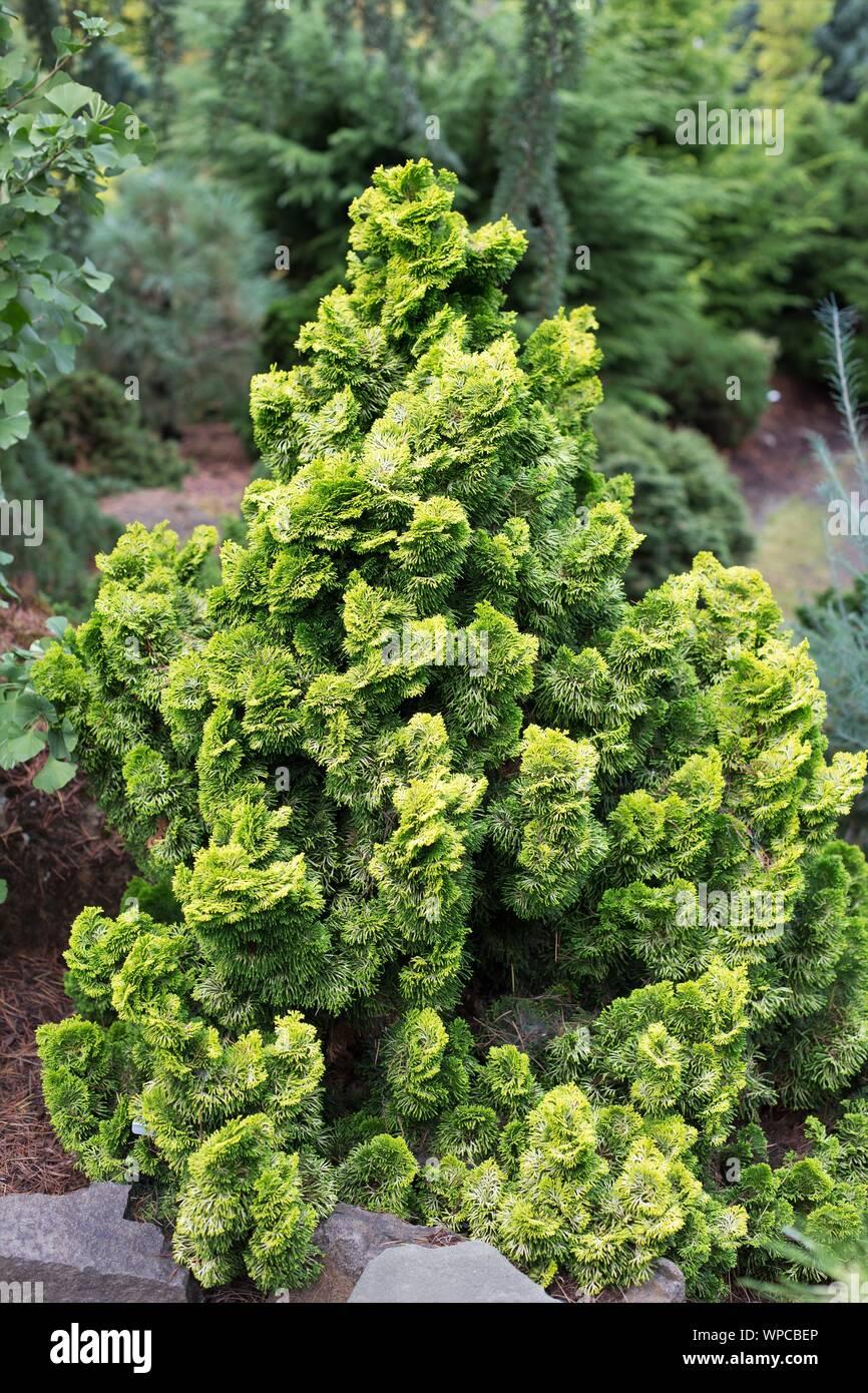 Chamaecyparis Obtusa Golden Fastigiata - View 2 from www redcrocus com