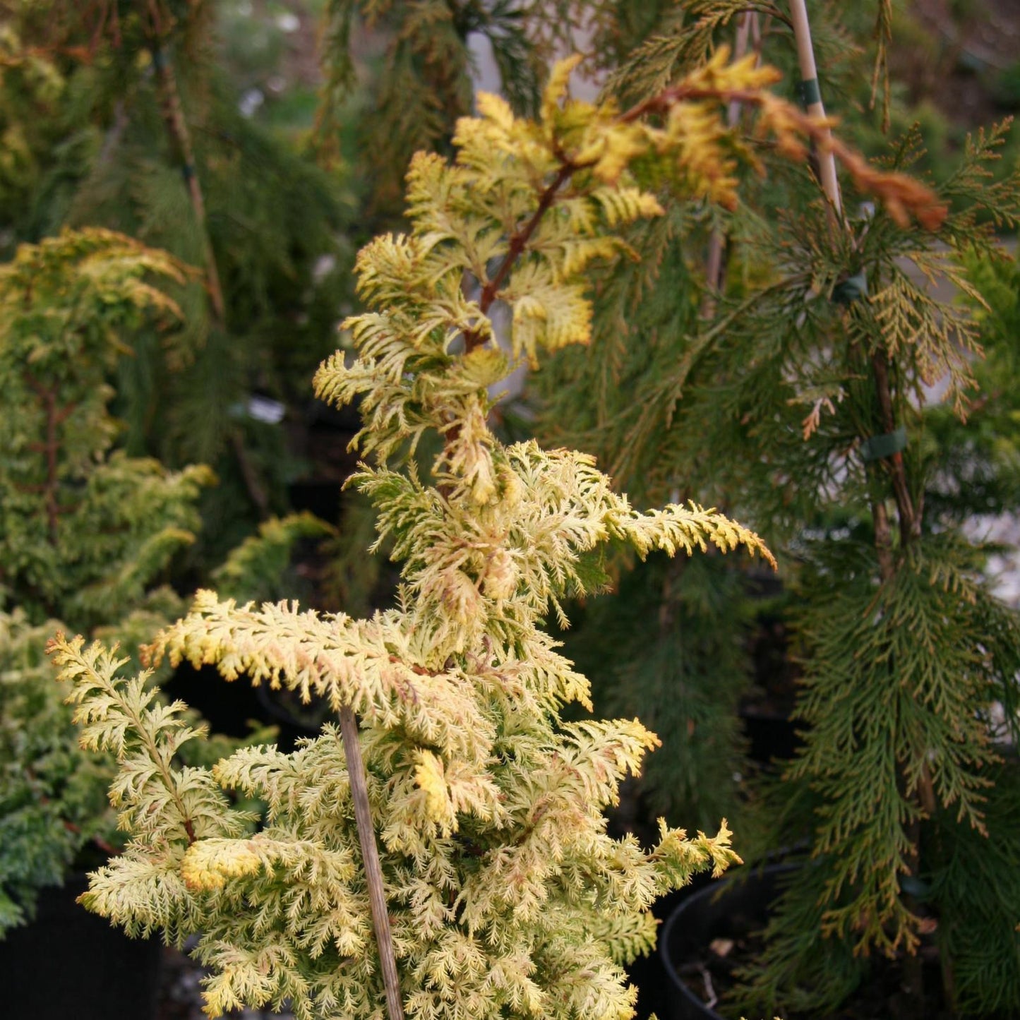 Chamaecyparis Obtusa Golden Fastigiata - View 3 from www redcrocus com