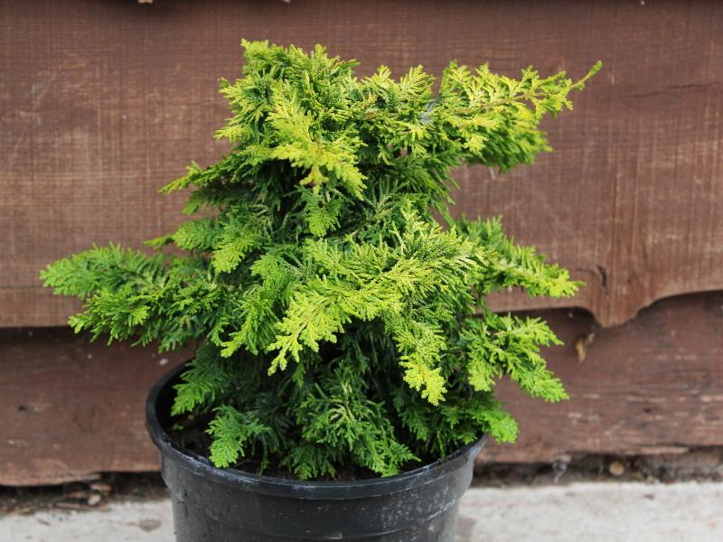 Chamaecyparis Obtusa Golden Fastigiata - View 4 from www redcrocus com