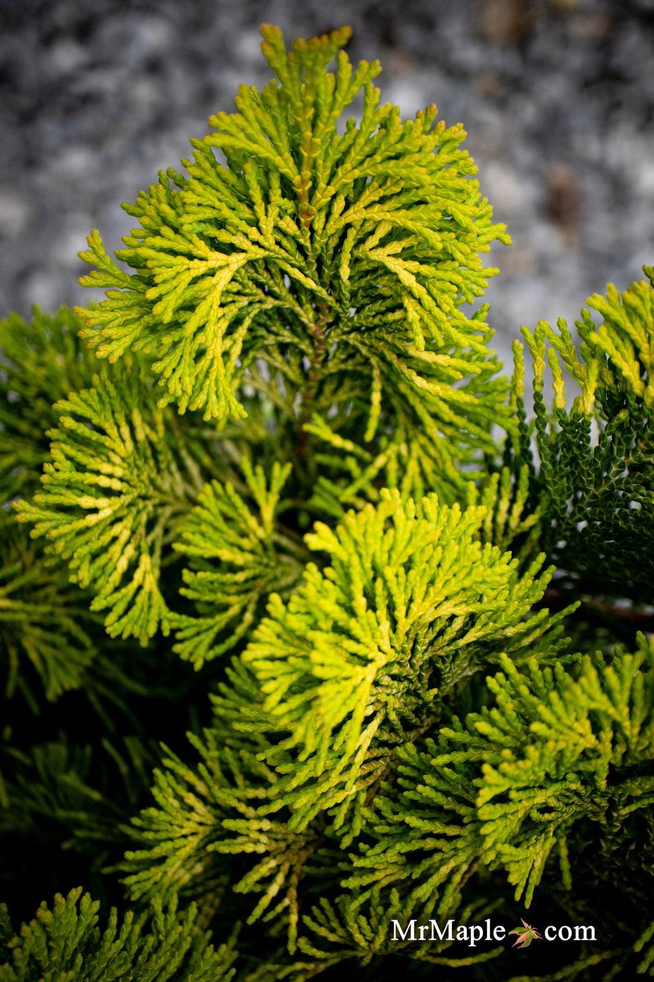 Chamaecyparis Obtusa Golden Fastigiata - View 6 from www redcrocus com