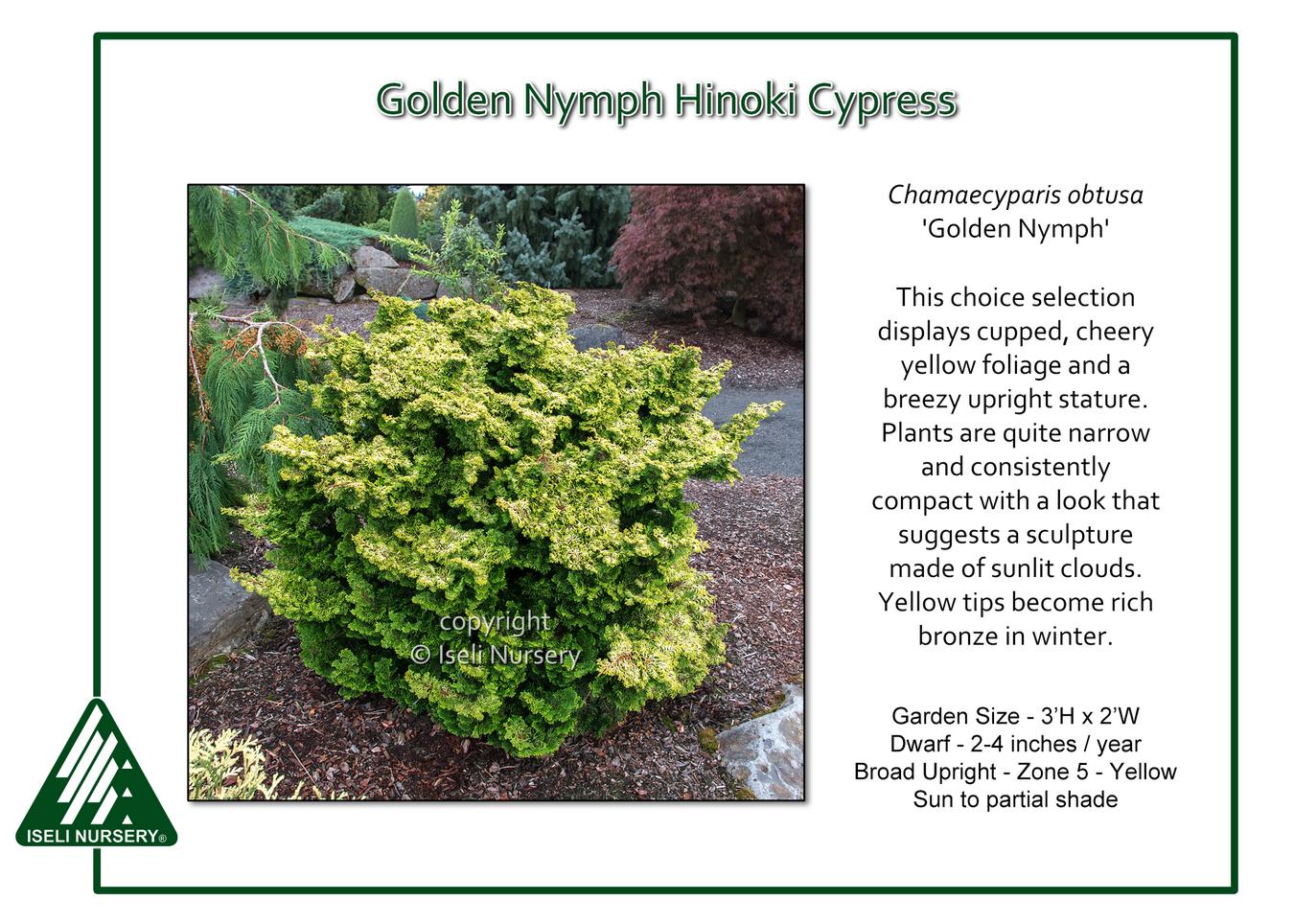 Chamaecyparis Obtusa Golden Fastigiata - View 7 from www redcrocus com
